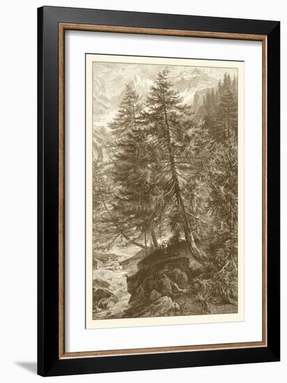 Sepia Larch Tree-Ernst Heyn-Framed Art Print