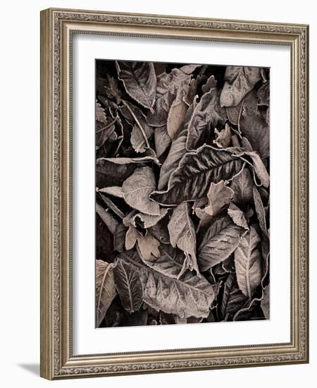 Sepia Leaves-Tim Kahane-Framed Photographic Print