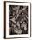 Sepia Leaves-Tim Kahane-Framed Photographic Print