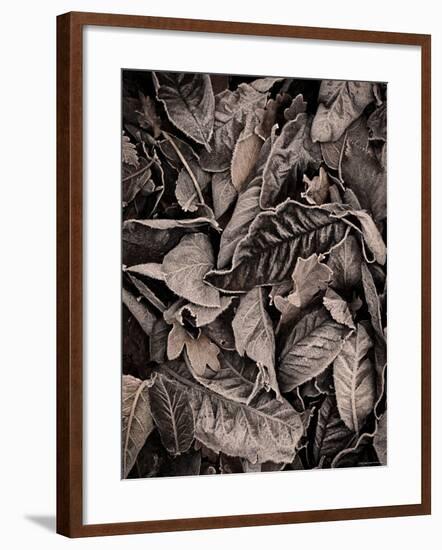 Sepia Leaves-Tim Kahane-Framed Photographic Print