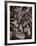 Sepia Leaves-Tim Kahane-Framed Photographic Print