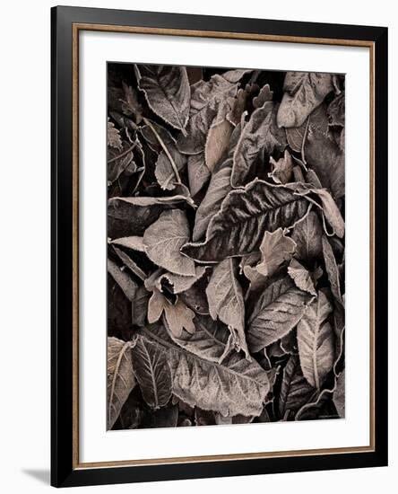 Sepia Leaves-Tim Kahane-Framed Photographic Print