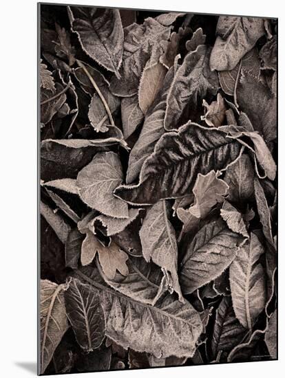 Sepia Leaves-Tim Kahane-Mounted Photographic Print