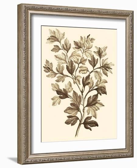 Sepia Munting Foliage I-Abraham Munting-Framed Art Print