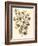 Sepia Munting Foliage I-Abraham Munting-Framed Art Print