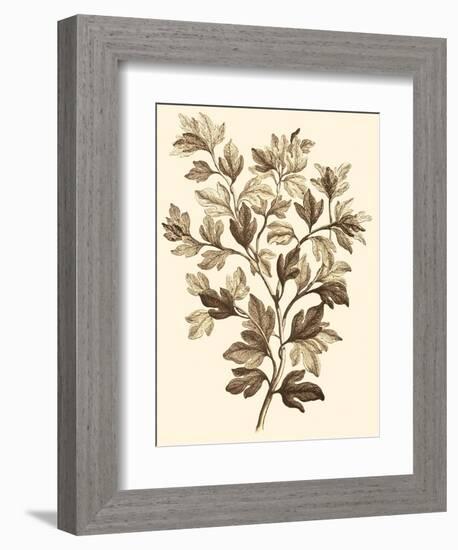 Sepia Munting Foliage I-Abraham Munting-Framed Art Print