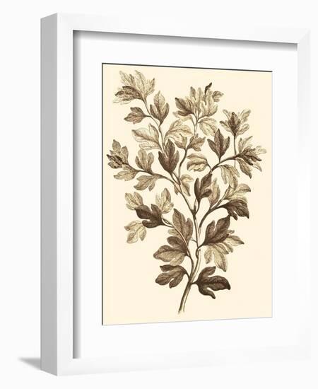 Sepia Munting Foliage I-Abraham Munting-Framed Art Print