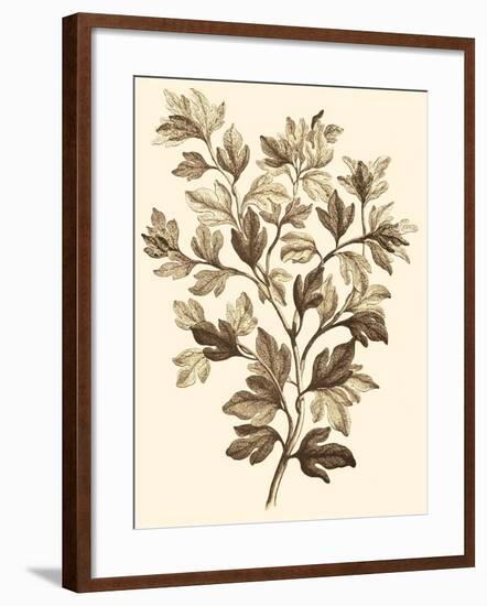 Sepia Munting Foliage I-Abraham Munting-Framed Art Print