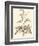 Sepia Munting Foliage II-Abraham Munting-Framed Art Print