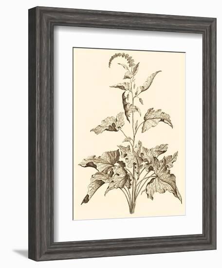 Sepia Munting Foliage II-Abraham Munting-Framed Art Print