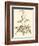 Sepia Munting Foliage II-Abraham Munting-Framed Art Print