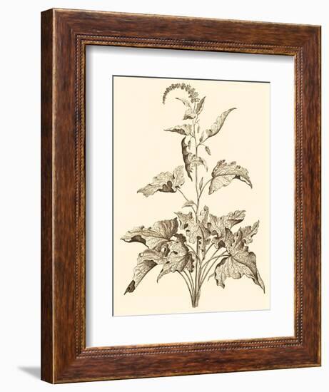 Sepia Munting Foliage II-Abraham Munting-Framed Art Print