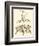 Sepia Munting Foliage II-Abraham Munting-Framed Art Print