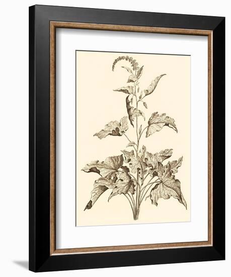 Sepia Munting Foliage II-Abraham Munting-Framed Art Print