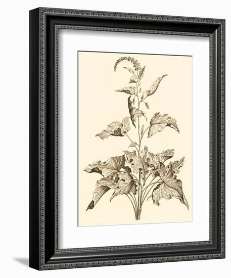 Sepia Munting Foliage II-Abraham Munting-Framed Art Print