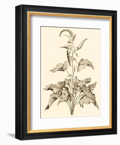 Sepia Munting Foliage II-Abraham Munting-Framed Art Print