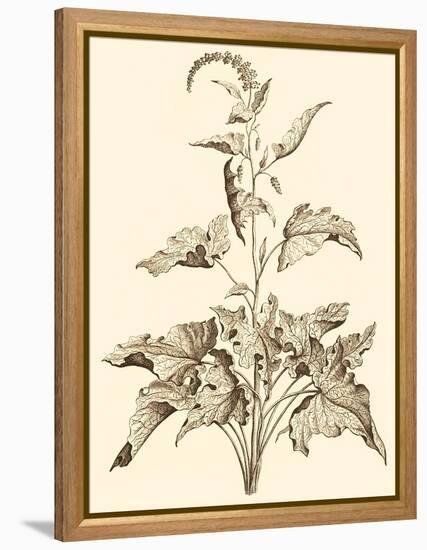 Sepia Munting Foliage II-Abraham Munting-Framed Stretched Canvas