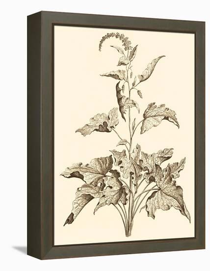 Sepia Munting Foliage II-Abraham Munting-Framed Stretched Canvas