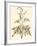 Sepia Munting Foliage II-Abraham Munting-Framed Art Print