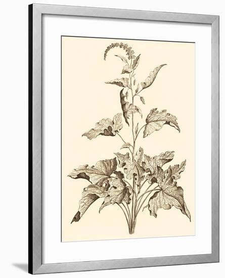 Sepia Munting Foliage II-Abraham Munting-Framed Art Print