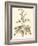 Sepia Munting Foliage II-Abraham Munting-Framed Art Print