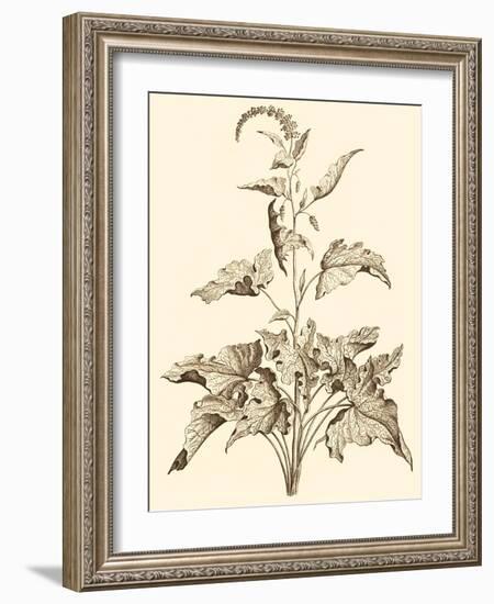 Sepia Munting Foliage II-Abraham Munting-Framed Art Print