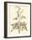 Sepia Munting Foliage II-Abraham Munting-Framed Art Print