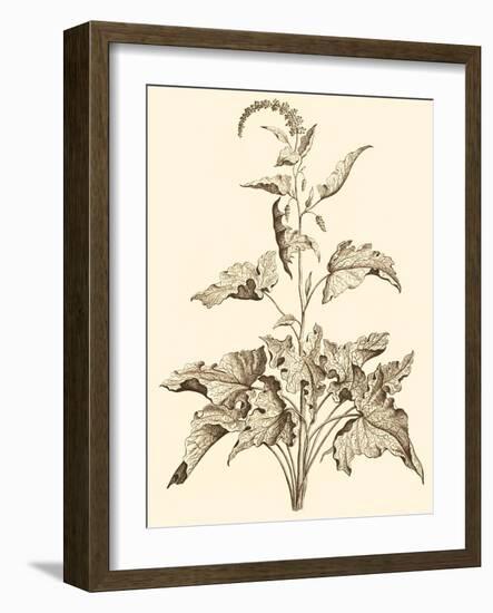 Sepia Munting Foliage II-Abraham Munting-Framed Art Print