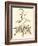 Sepia Munting Foliage II-Abraham Munting-Framed Art Print