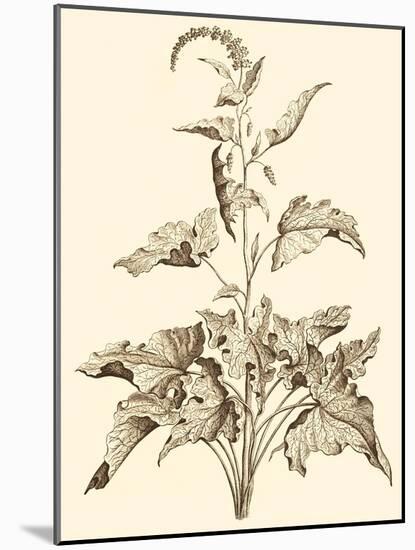 Sepia Munting Foliage II-Abraham Munting-Mounted Art Print