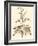 Sepia Munting Foliage II-Abraham Munting-Framed Art Print