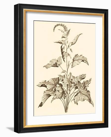 Sepia Munting Foliage II-Abraham Munting-Framed Art Print