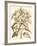 Sepia Munting Foliage III-Abraham Munting-Framed Art Print