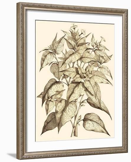 Sepia Munting Foliage III-Abraham Munting-Framed Art Print