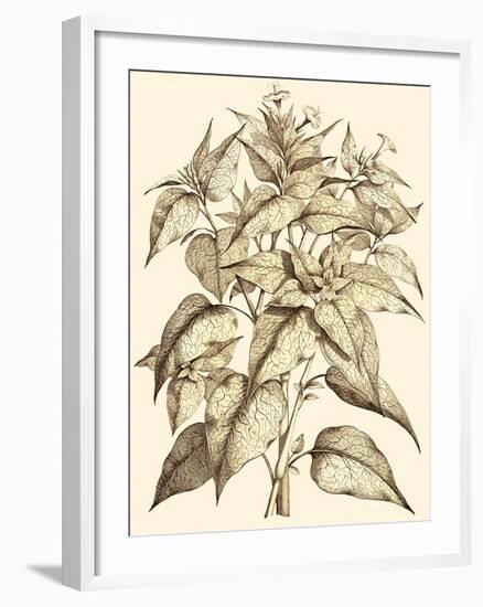 Sepia Munting Foliage III-Abraham Munting-Framed Art Print