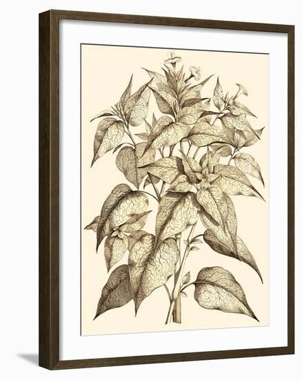 Sepia Munting Foliage III-Abraham Munting-Framed Art Print