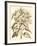 Sepia Munting Foliage III-Abraham Munting-Framed Art Print