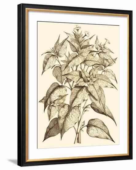 Sepia Munting Foliage III-Abraham Munting-Framed Art Print