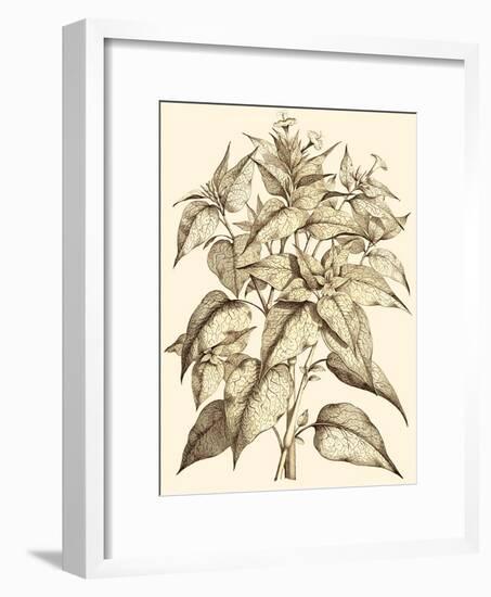 Sepia Munting Foliage III-Abraham Munting-Framed Art Print