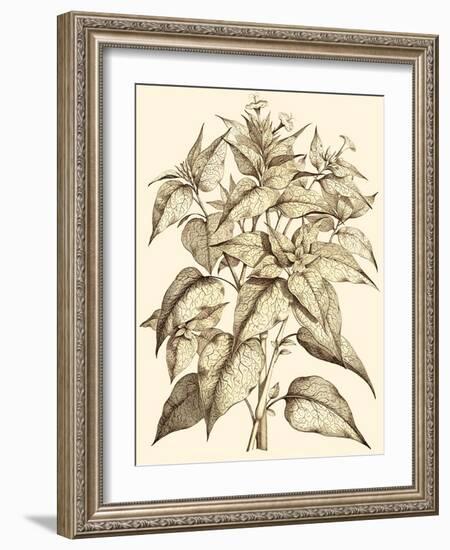 Sepia Munting Foliage III-Abraham Munting-Framed Art Print