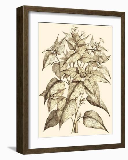 Sepia Munting Foliage III-Abraham Munting-Framed Art Print