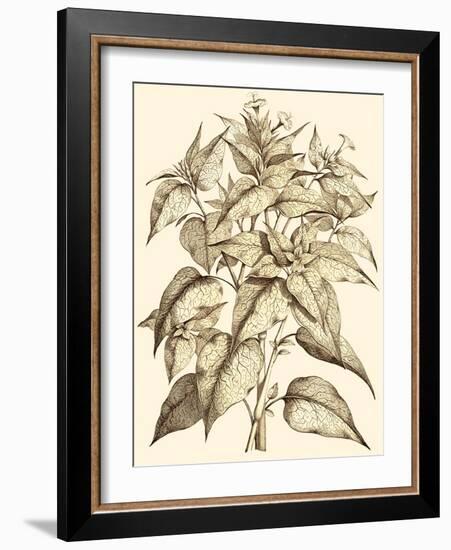 Sepia Munting Foliage III-Abraham Munting-Framed Art Print