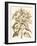 Sepia Munting Foliage III-Abraham Munting-Framed Art Print