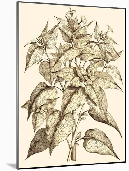 Sepia Munting Foliage III-Abraham Munting-Mounted Art Print