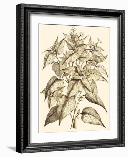 Sepia Munting Foliage III-Abraham Munting-Framed Art Print