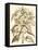 Sepia Munting Foliage III-Abraham Munting-Framed Stretched Canvas