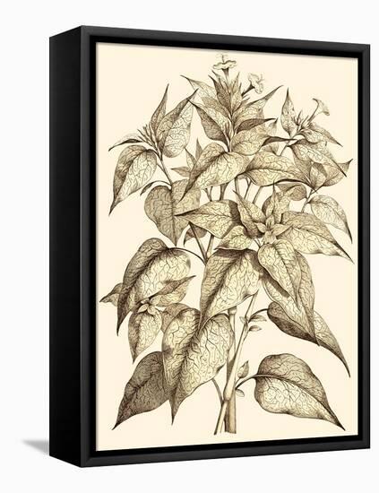 Sepia Munting Foliage III-Abraham Munting-Framed Stretched Canvas