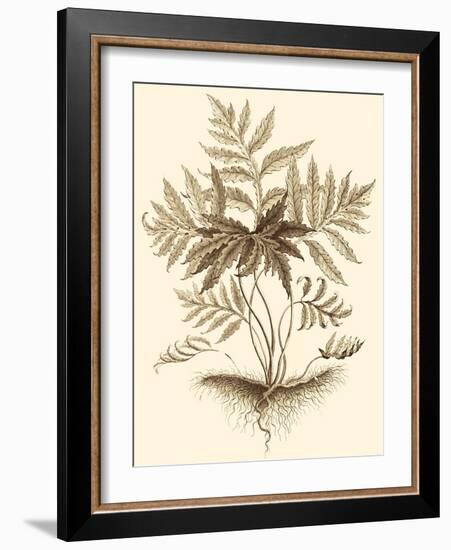 Sepia Munting Foliage IV-Abraham Munting-Framed Art Print