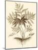 Sepia Munting Foliage IV-Abraham Munting-Mounted Art Print