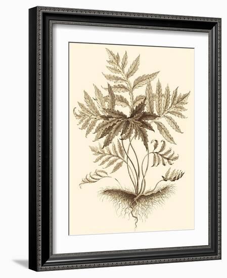 Sepia Munting Foliage IV-Abraham Munting-Framed Art Print